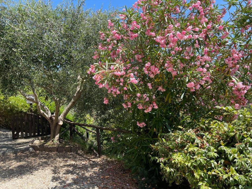 Agriturismo A Canonica Garlenda Kültér fotó