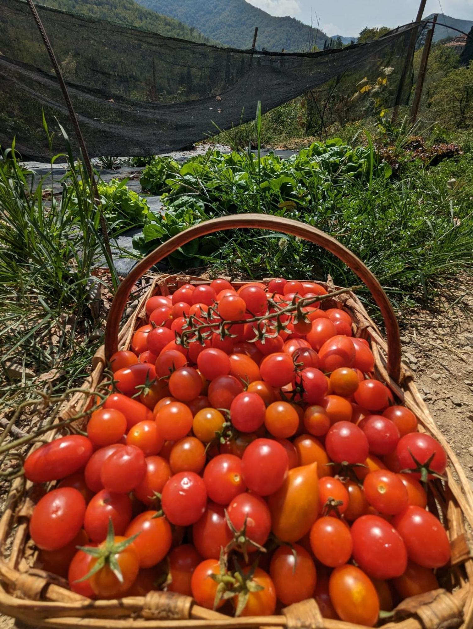 Agriturismo A Canonica Garlenda Kültér fotó