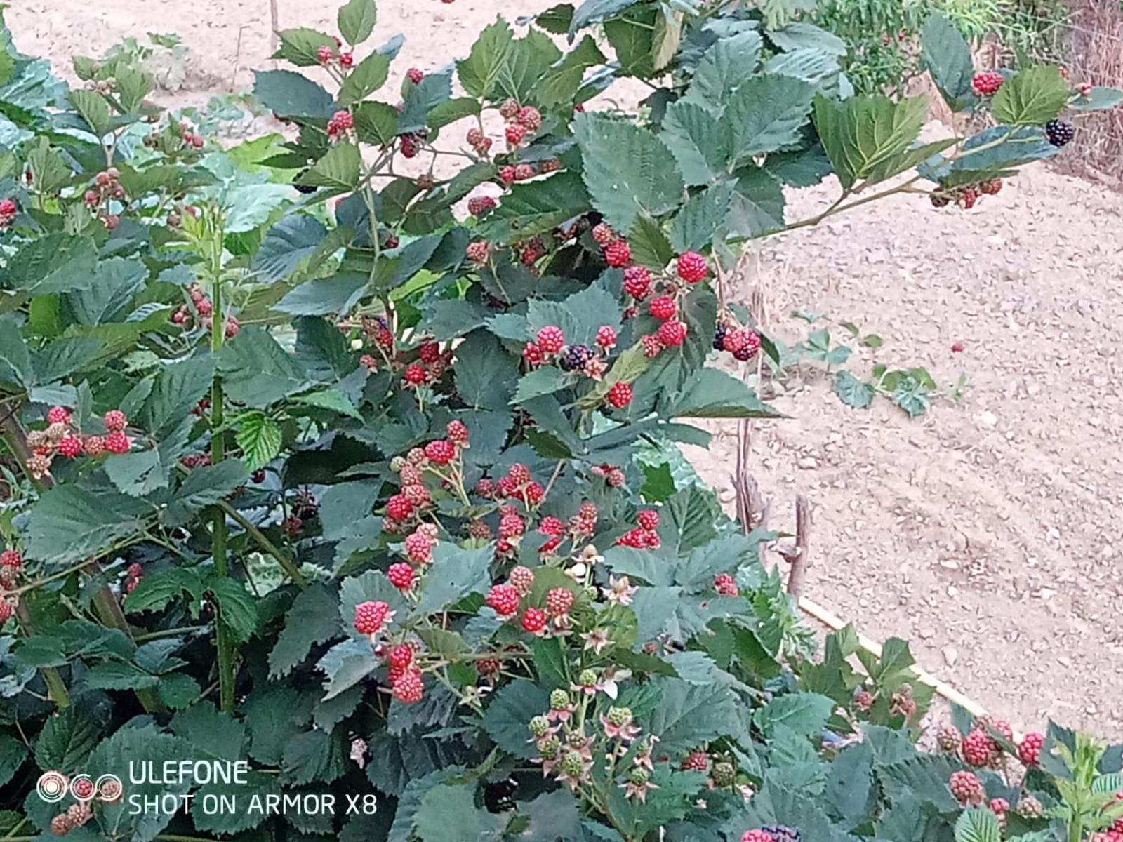 Agriturismo A Canonica Garlenda Kültér fotó