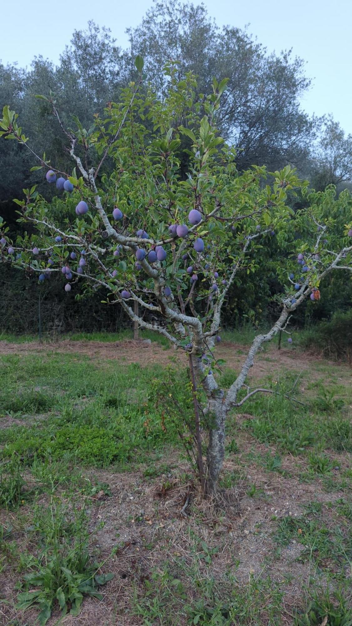 Agriturismo A Canonica Garlenda Kültér fotó