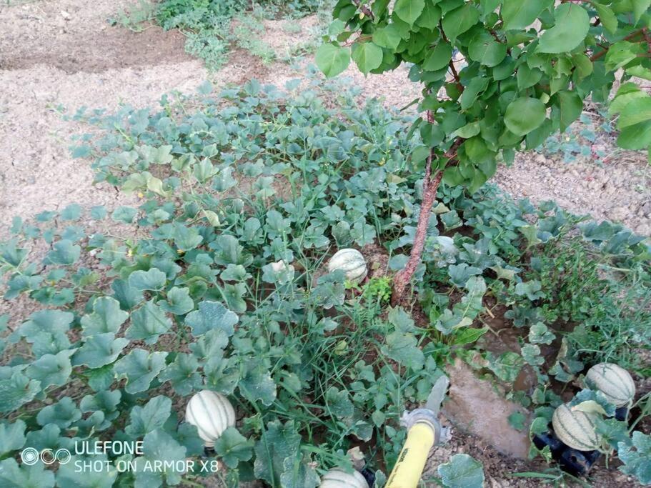 Agriturismo A Canonica Garlenda Kültér fotó