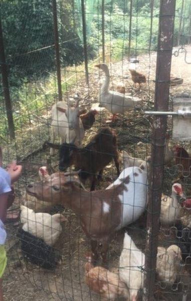 Agriturismo A Canonica Garlenda Kültér fotó